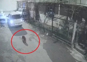 Bursa’da köpeği ezip, yoluna devam etti