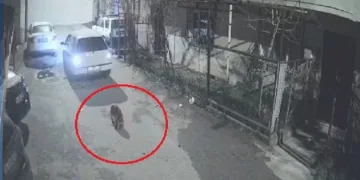 Bursa’da köpeği ezip, yoluna devam etti