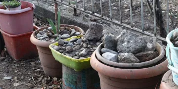 Ölen köpekleri saksılarda saklamış