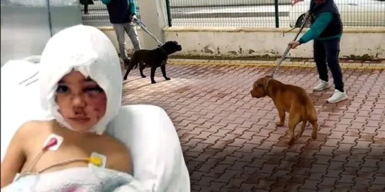Pitbull saldırısına uğrayan Asiye taburcu oluyor