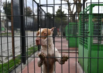 Bursa’da Pitbull operasyonu!