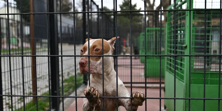 Bursa’da Pitbull operasyonu!