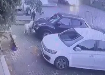 Bursa’da sahipli köpeği kamyonete koyup çaldılar
