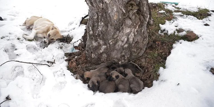 Donmak üzere olan anne ve 7 yavru köpek kurtarıldı