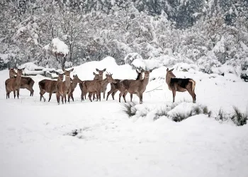 Bursa’da kızıl geyik ailesinin kar mesaisi