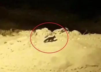 Bursa’da aç kalan tilkiler şehir merkezine indi