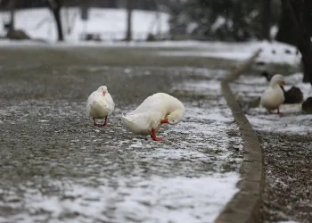 Botanik Park’ın ziyaretçisi bu sefer hayvanlar oldu