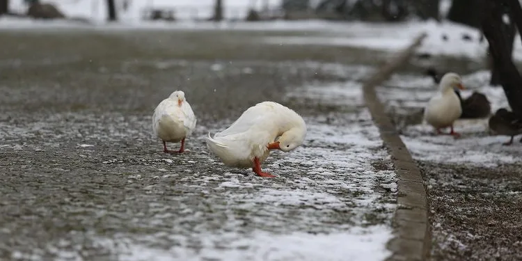 Botanik Park’ın ziyaretçisi bu sefer hayvanlar oldu