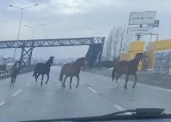 Bursa’da başıboş atlar trafiği tehlikeye atıyor