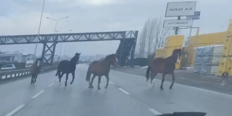 Bursa’da başıboş atlar trafiği tehlikeye atıyor