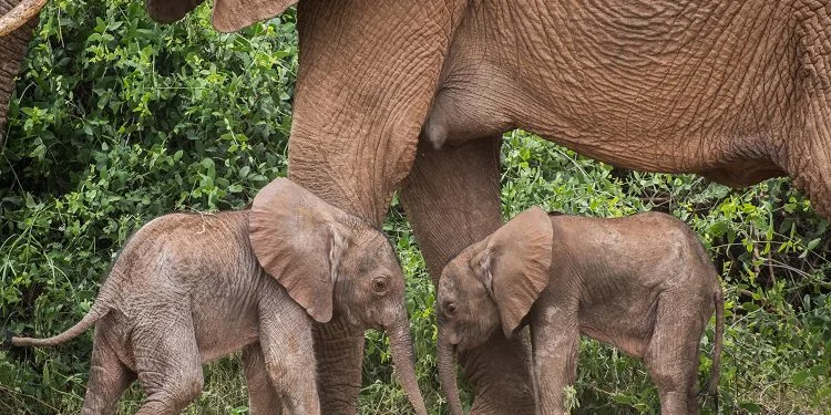 Kenya’da eşine az rastlanan olay!