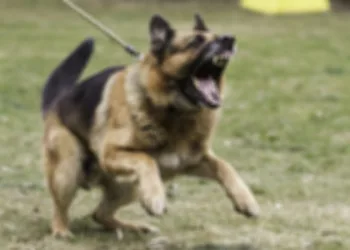 Bursa’da başıboş köpek saldırısı