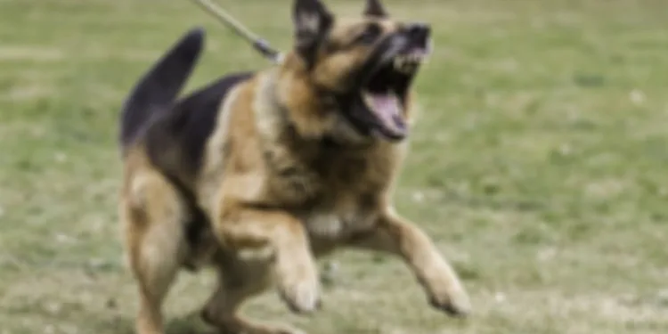 Bursa’da başıboş köpek saldırısı