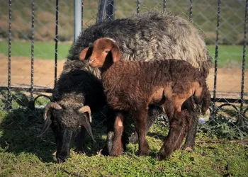 Ameliyat ettirilen kuzu Bursa’da emekliye ayrıldı
