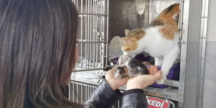 Bursa’da 3 yavruya ‘Altın’ isimli kedi annelik yapıyor
