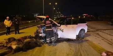 Sürüye daldı: 58 hayvan telef oldu