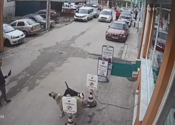 Bursa’da pitbull cinsi köpek sokak köpeğine saldırdı