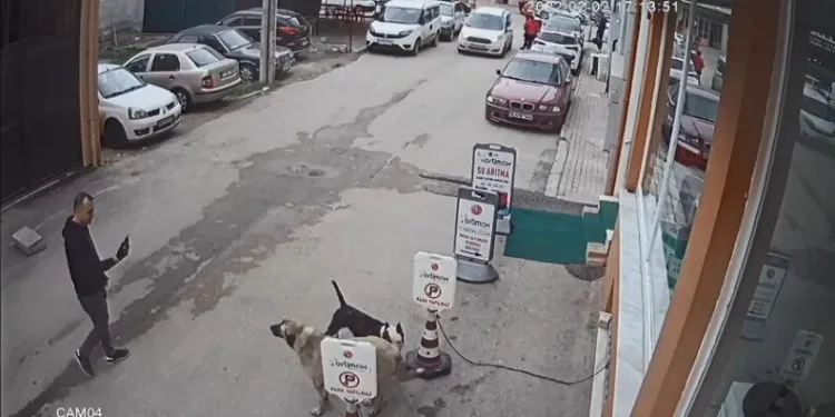 Bursa’da pitbull cinsi köpek sokak köpeğine saldırdı