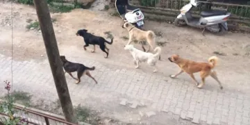 Bursa’da tarlada köpeklerin saldırısına uğradı