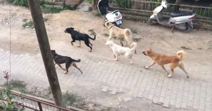 Bursa’da tarlada köpeklerin saldırısına uğradı