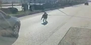 Bursa’da cadde ortasında domuz görüldü