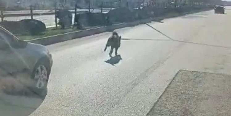 Bursa’da cadde ortasında domuz görüldü