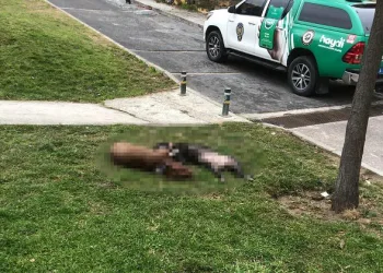 Kendilerine saldıran pitbull köpekleri öldürdüler