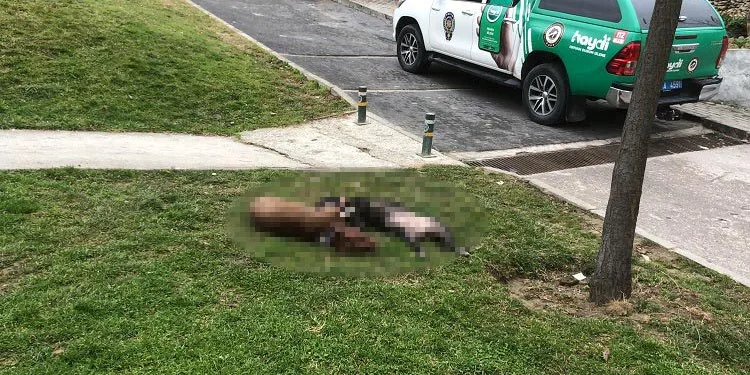 Kendilerine saldıran pitbull köpekleri öldürdüler