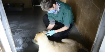Bursa’da otomobilin çarptığı köpek yaşama tutundu