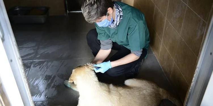 Bursa’da otomobilin çarptığı köpek yaşama tutundu