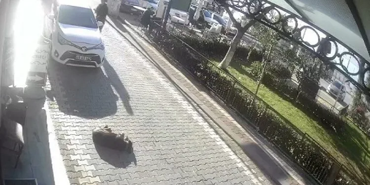 Bursa’da yolda yatan köpeğin üzerinden geçti