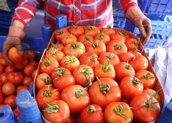 Savaş Türkiye’deki hali vurdu! Fiyatlarda yüzde 50 düşüş