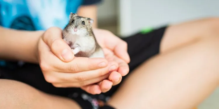Hamsterlardan insanlara Covid bulaştı