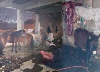 Kaçak kesime suçüstü: 6 hayvanı katletmişler