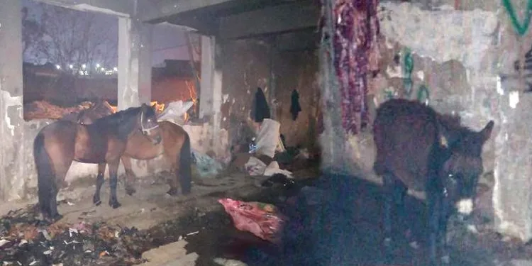 Kaçak kesime suçüstü: 6 hayvanı katletmişler