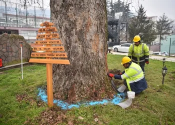 Bursa’nın çınarları koruma altında