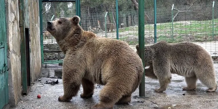 Mişa, Maşa ve Korkusuz Bursa’da yeni yuvalarında