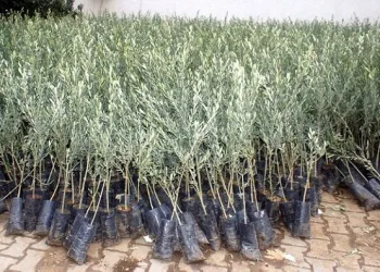 Bursa’da çalınan zeytin fidanları İstanbul’da bulundu
