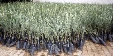 Bursa’da çalınan zeytin fidanları İstanbul’da bulundu