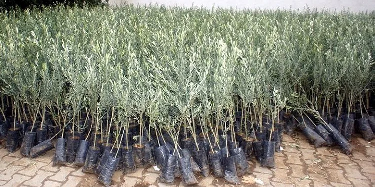 Bursa’da çalınan zeytin fidanları İstanbul’da bulundu