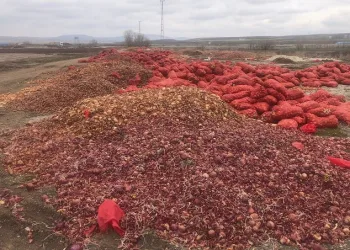 Tonlarca soğan yol kenarına döküldü