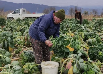 Üretici hasattan memnun! Tarlada 7, pazarda 14 lira