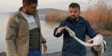 Bursa’da ayağı kırılan flamingoyu kurtardılar