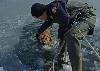 Bursa’da göle düşen köpek için seferber oldular