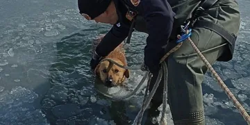 Bursa’da göle düşen köpek için seferber oldular