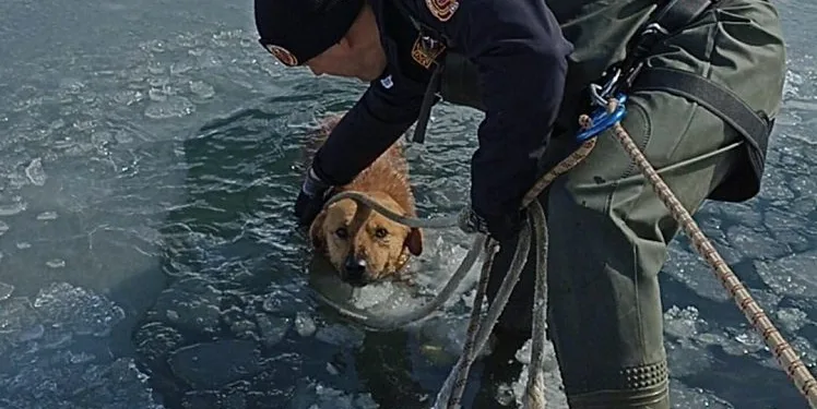 Bursa’da göle düşen köpek için seferber oldular