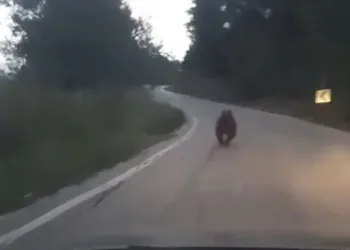 Bursa’da köye inen ayıyı ormana kovaladılar
