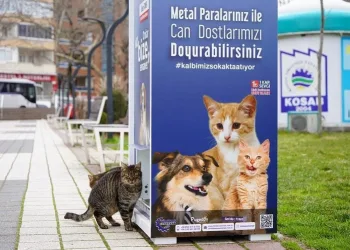 Kestel’de sokak hayvanları için ‘Mamamatik’ uygulaması