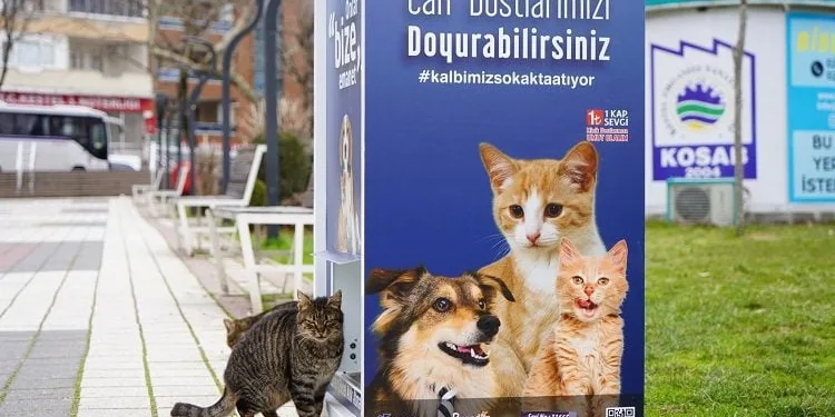 Kestel’de sokak hayvanları için ‘Mamamatik’ uygulaması