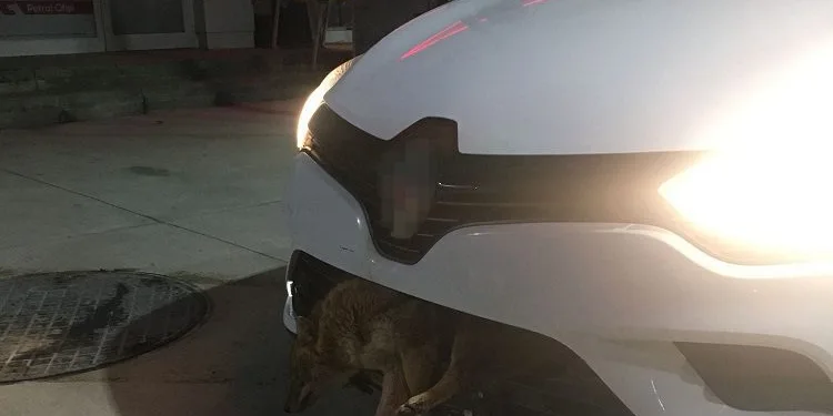 Bursa’da otomobilin tamponuna çakal saplandı